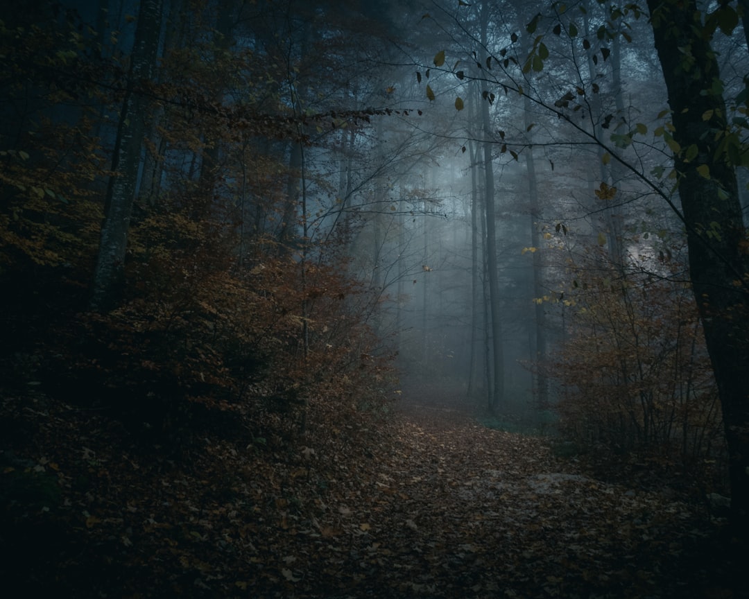 Forest photo spot Solothurn Röthenbach im Emmental