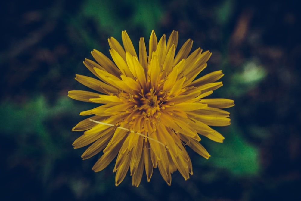 yellow-petaled flower