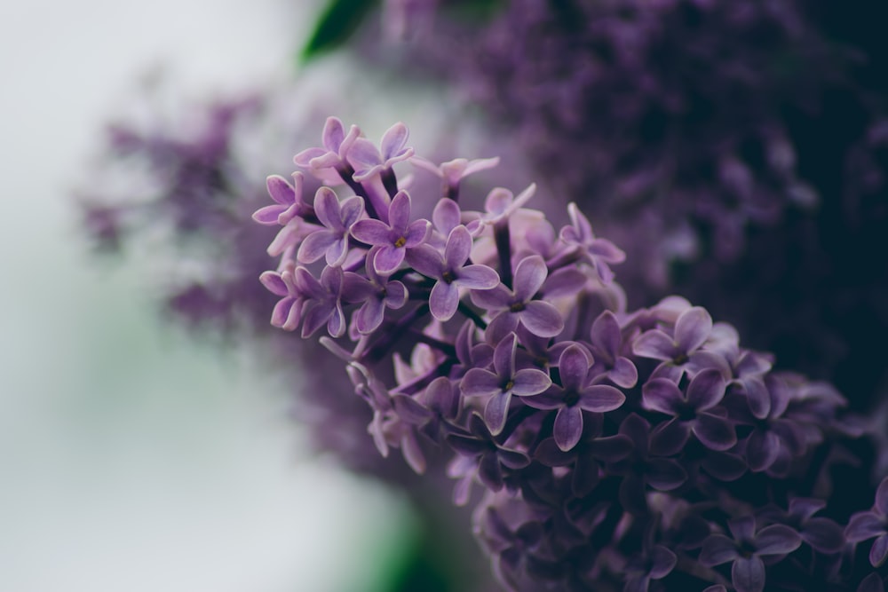 flores de pétalos púrpuras