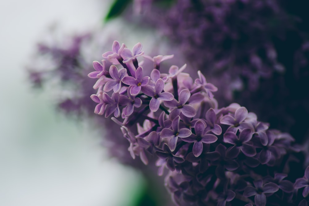fleurs aux pétales violets