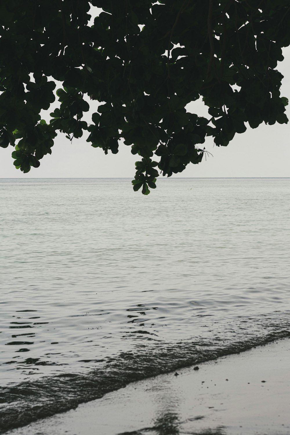 tree near seashore