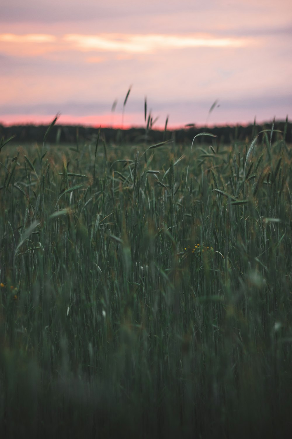 green grass field