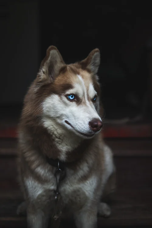 Karanlık bir mekanda oturan, mavi gözlü kızıl-beyaz Husky
