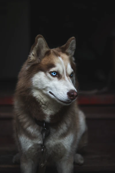 Huskies