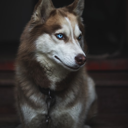 adult Siberian husky