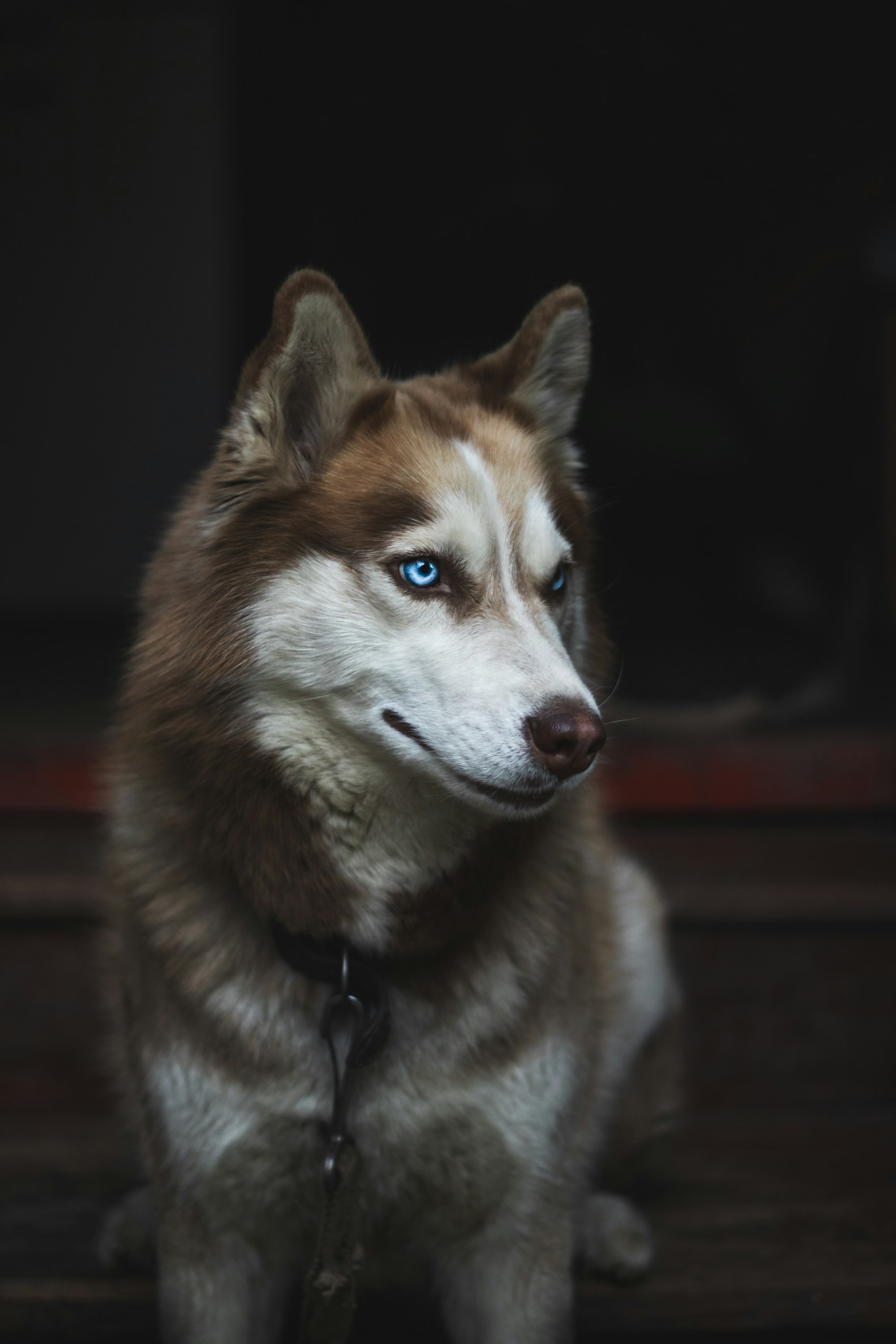 Good-looking husky with her charming eyes