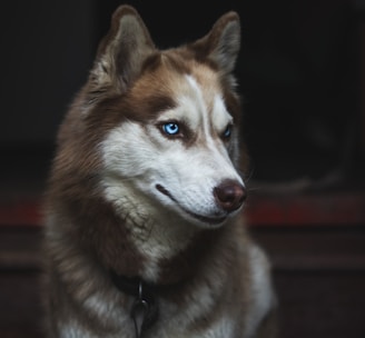 adult Siberian husky