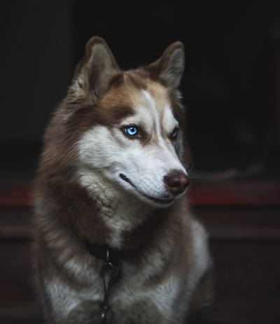 adult Siberian husky