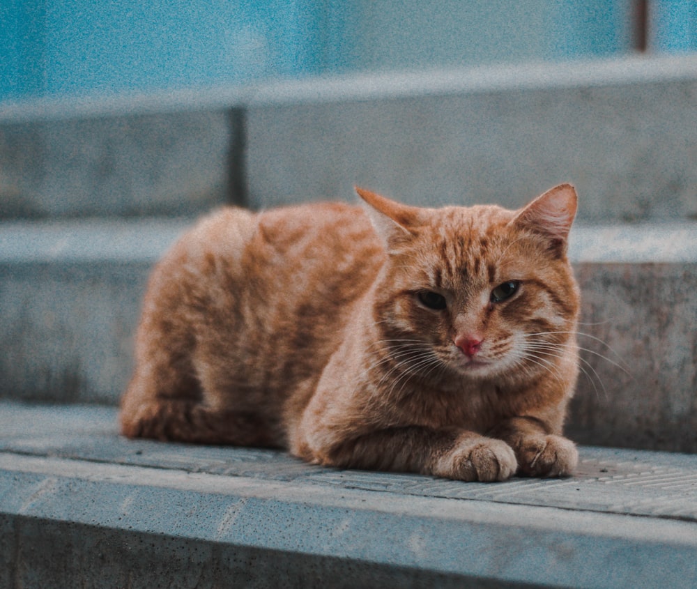 orange tabby cat lying on steps