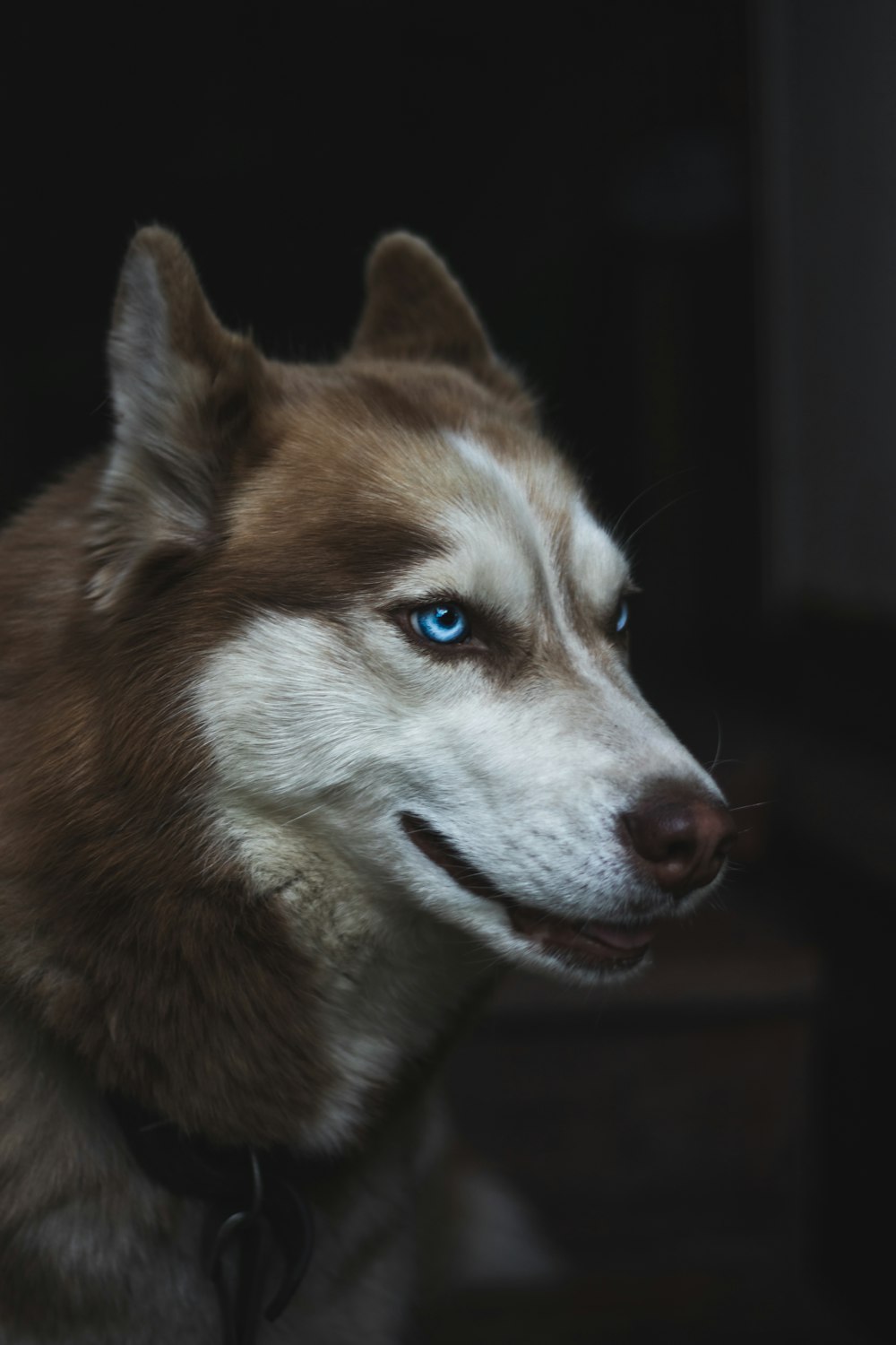 marrom e branco husky siberiano close-up foto