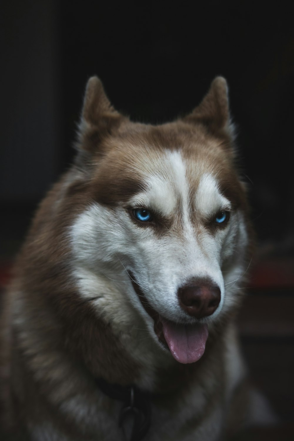 brown and white dog in close-up photography