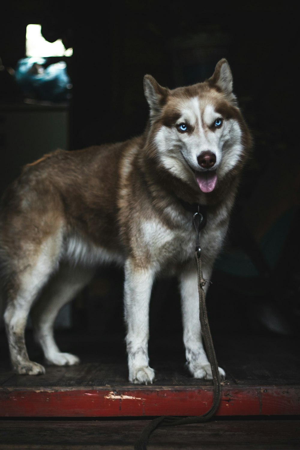 adult Siberian husky