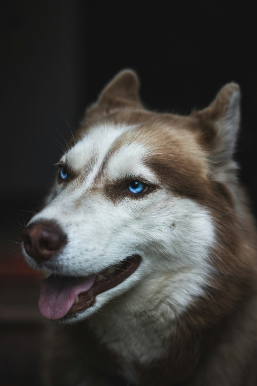 adult white and brown Siberian husky