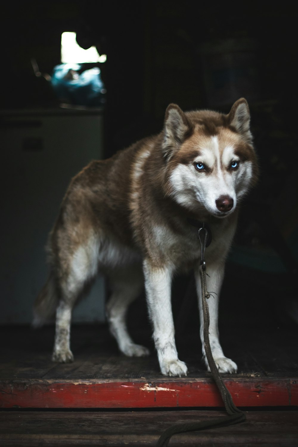 husky siberiano marrone chiaro