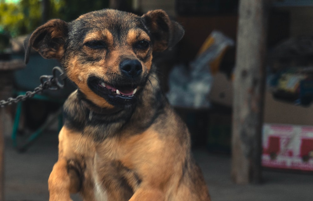 a brown and black dog with a chain around it's neck