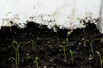 Small green seedlings are emerging from dark, moist soil within a contained environment. The background is a white surface marked with patches of dirt and streaks.