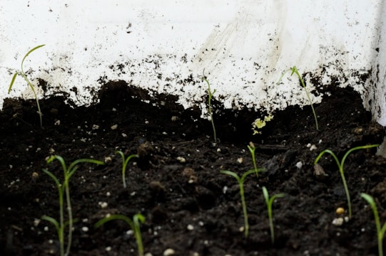 Small green seedlings are emerging from dark, moist soil within a contained environment. The background is a white surface marked with patches of dirt and streaks.