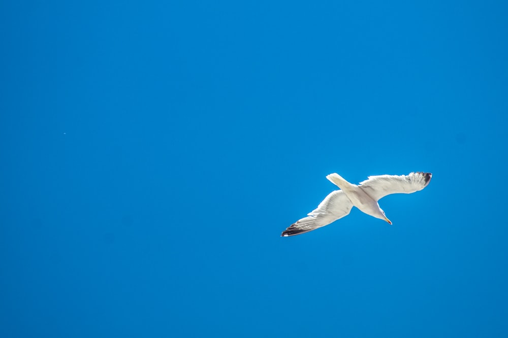 a white bird flying through a blue sky