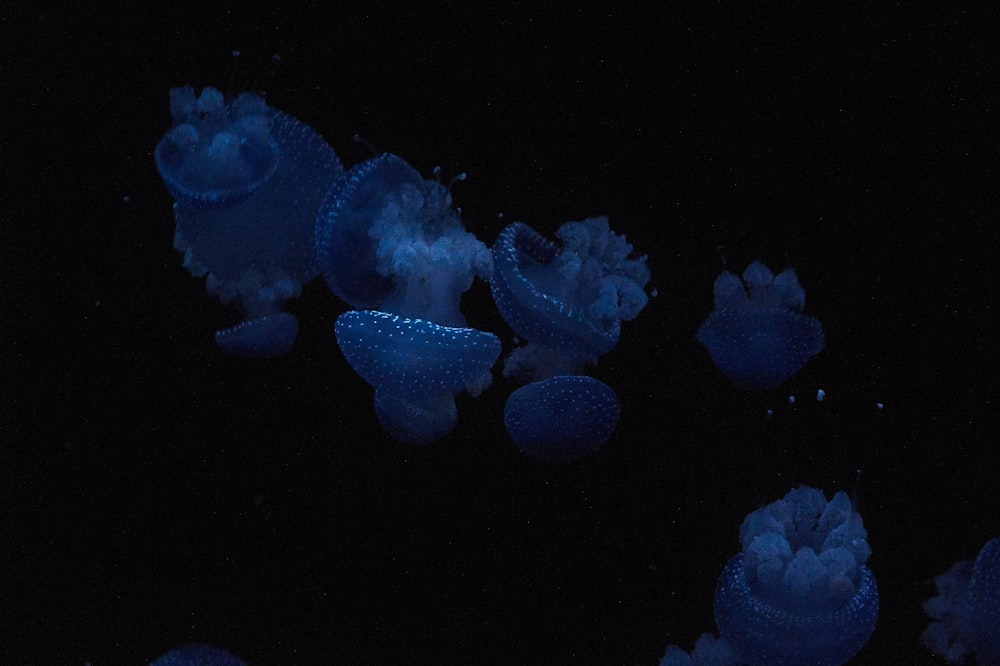 school of jellyfish swimming in water