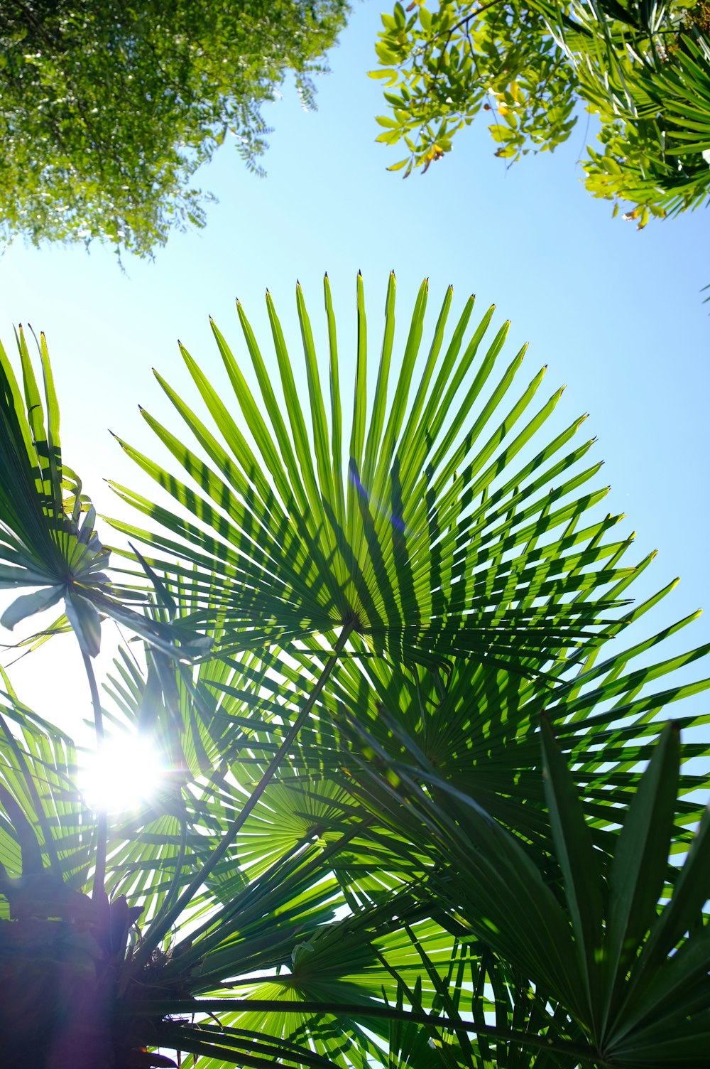 the sun shines through the leaves of a palm tree