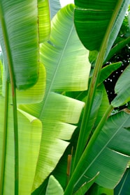 A cluster of large, vibrant green banana leaves overlapping each other with visible veins and natural textures, creating a lush and tropical appearance.