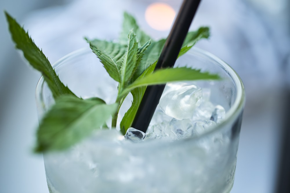 closeup photo of green plant in drinking glass