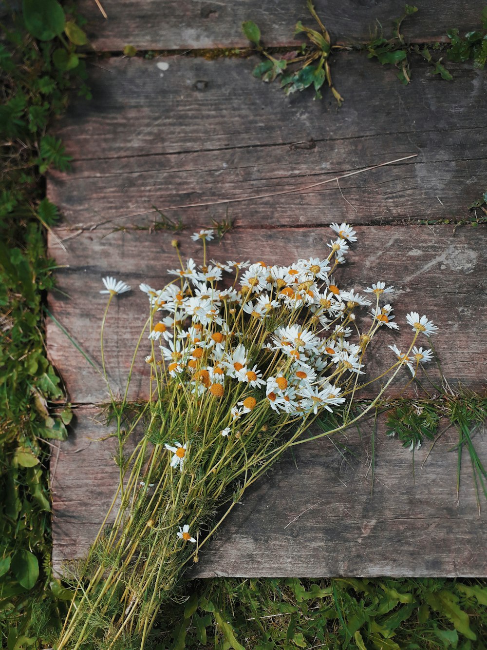 white and yellow daisy flowers