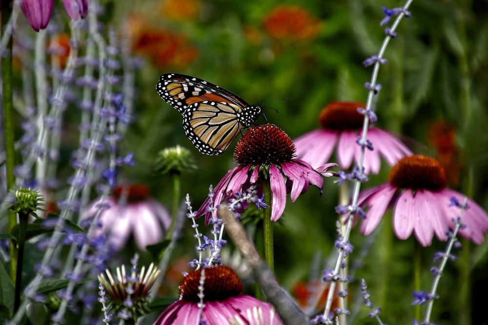 monarch butterfly perching on pink flowers