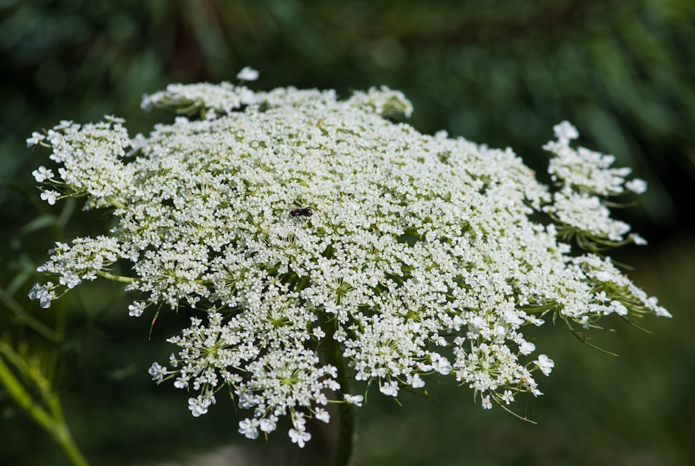 a close up of a plant with white flowers