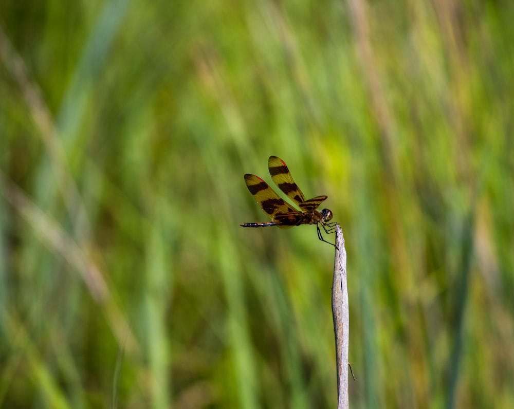 Selektive Fokusfotografie von Libelle, die auf einem Stock sitzt