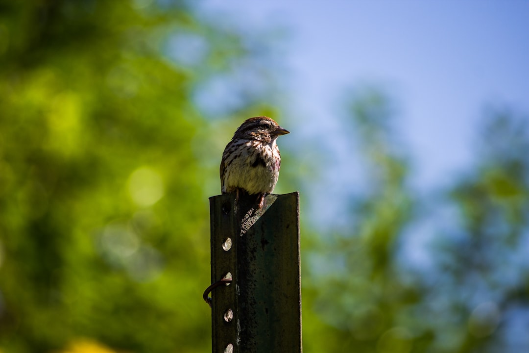 brown bird