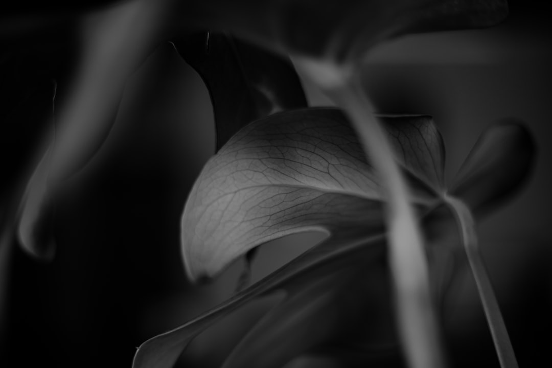 grayscale photo of leaf plant