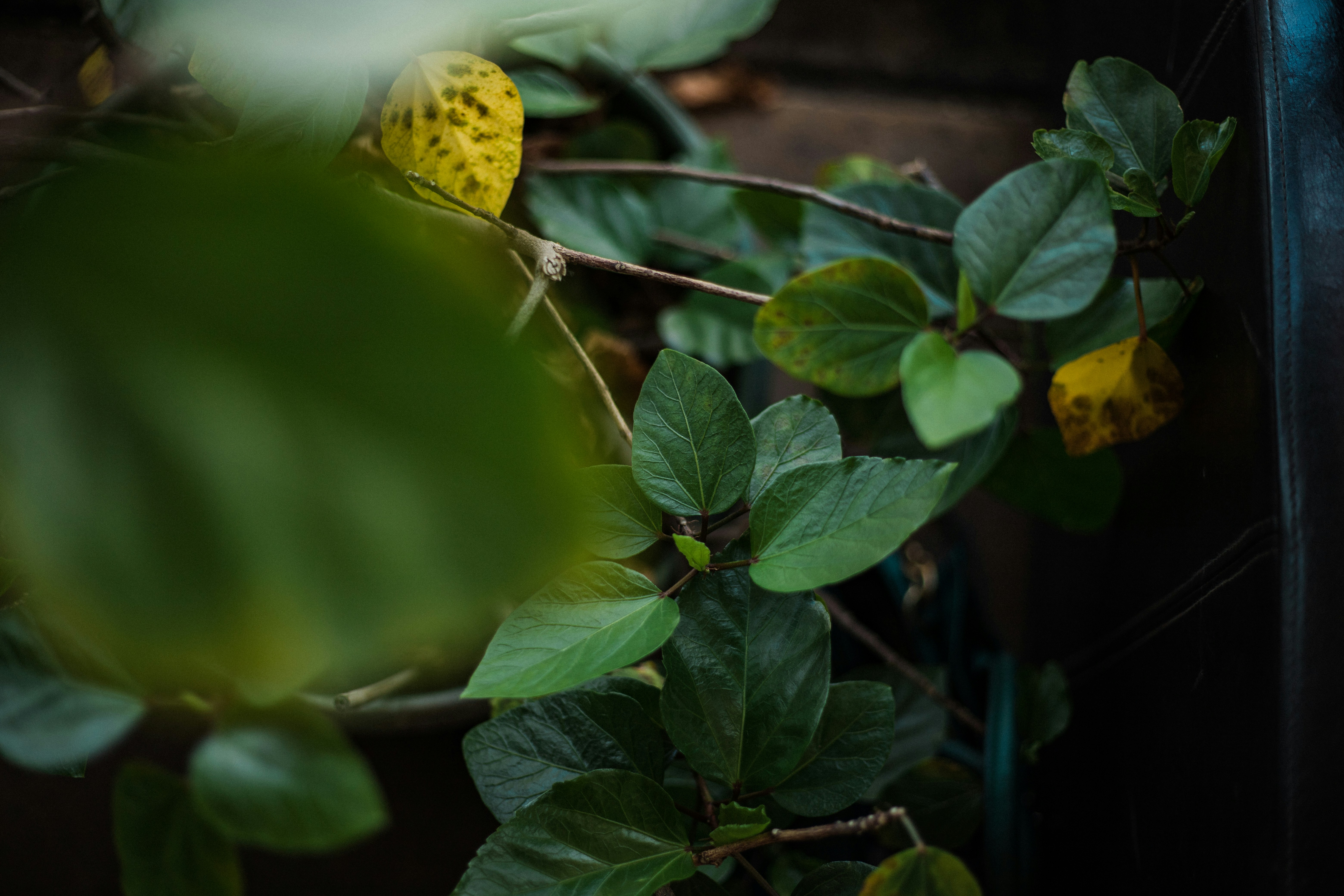 Photo by oddityandgrace