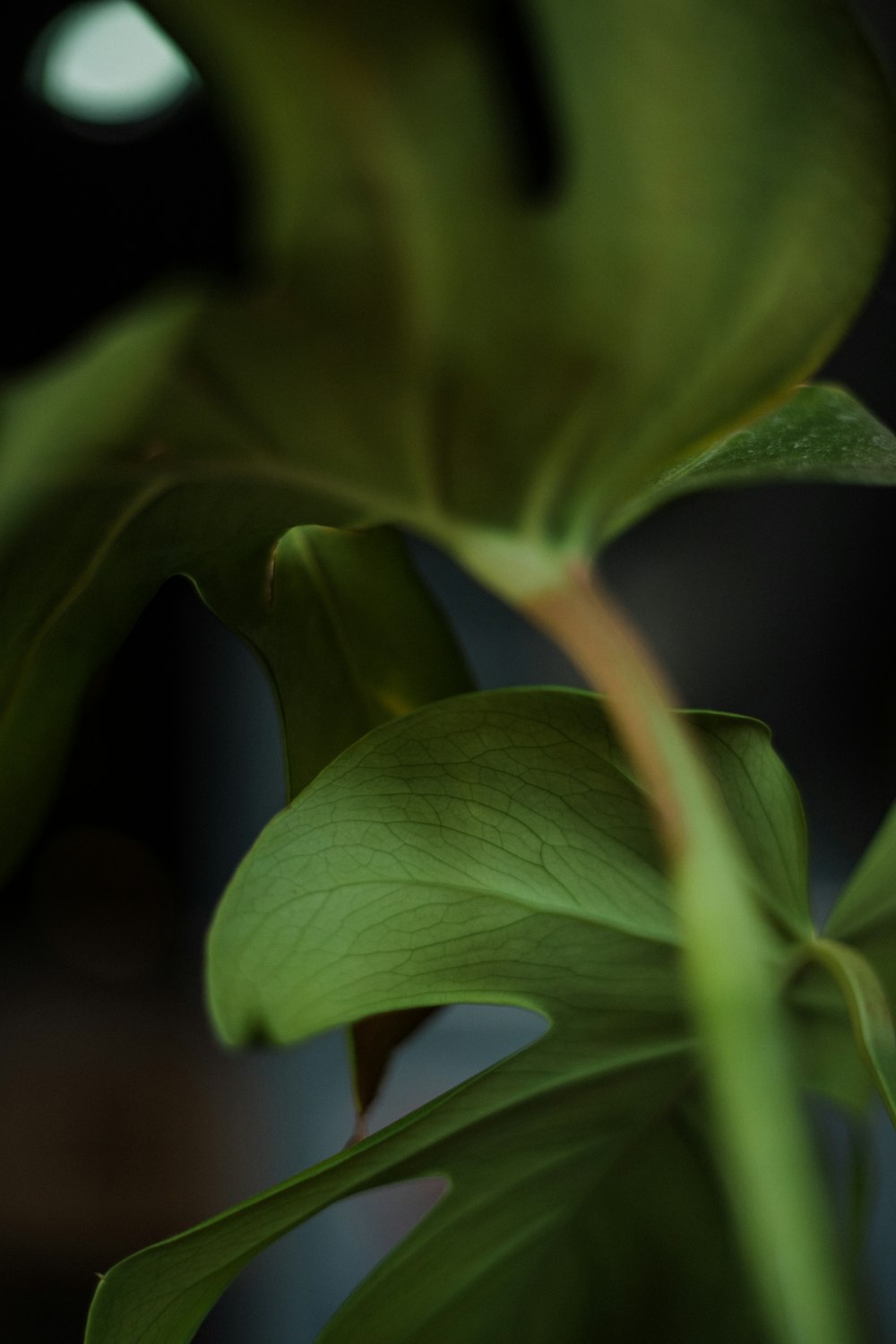 green leaf in close up photography