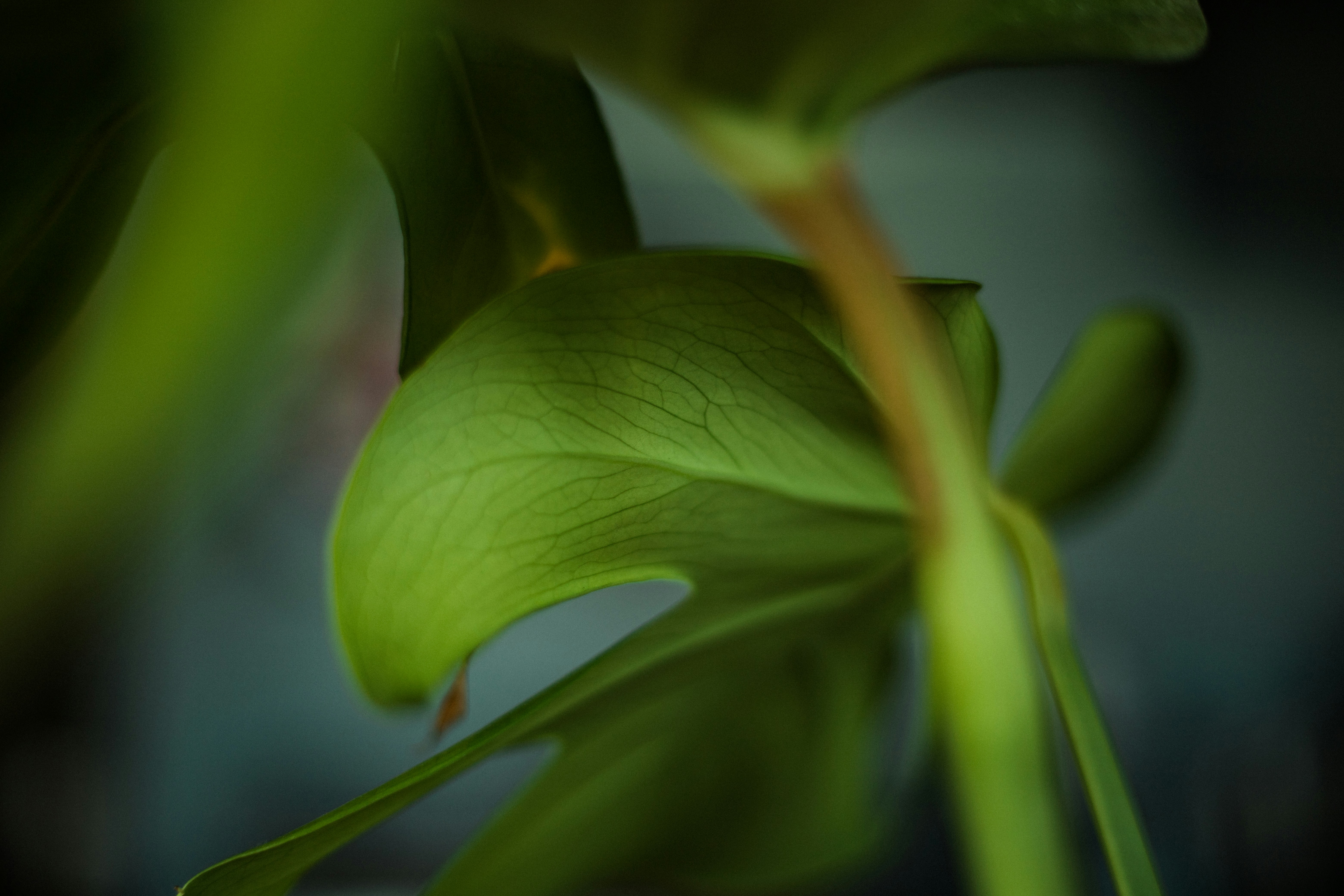 Photo by oddityandgrace