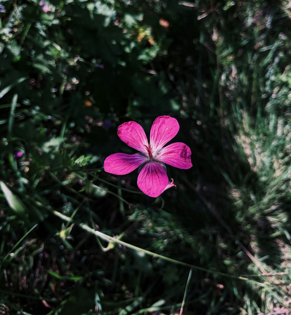 closeup photo of purple flower