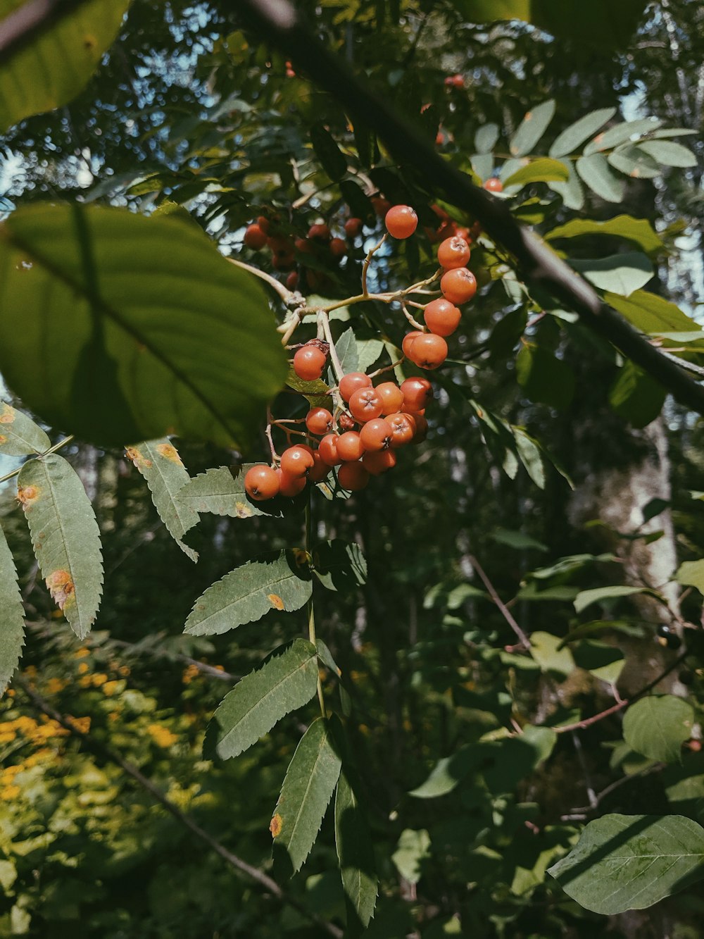 orange fruit