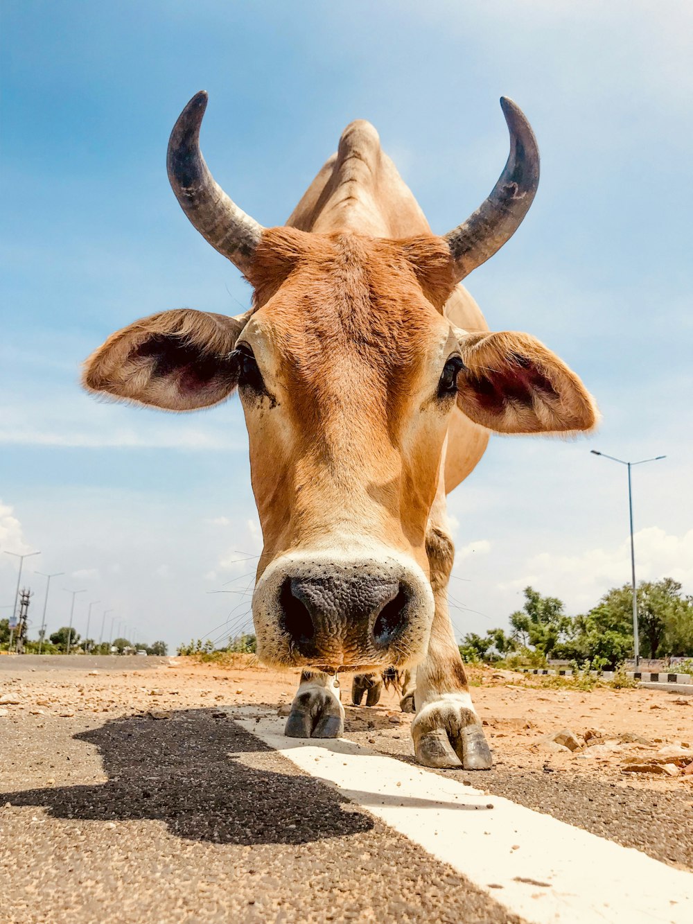 closeup photo of brown cow