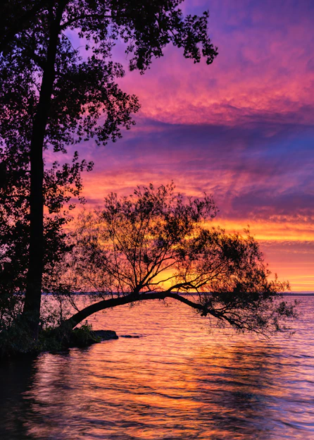 tree surrounded by water