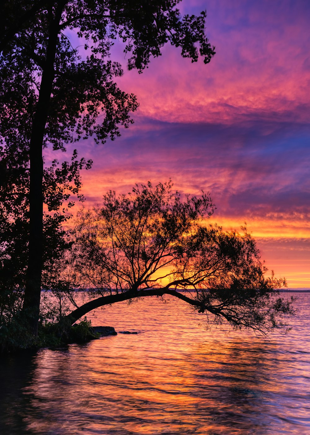 tree surrounded by water