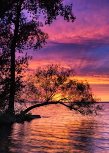 tree surrounded by water