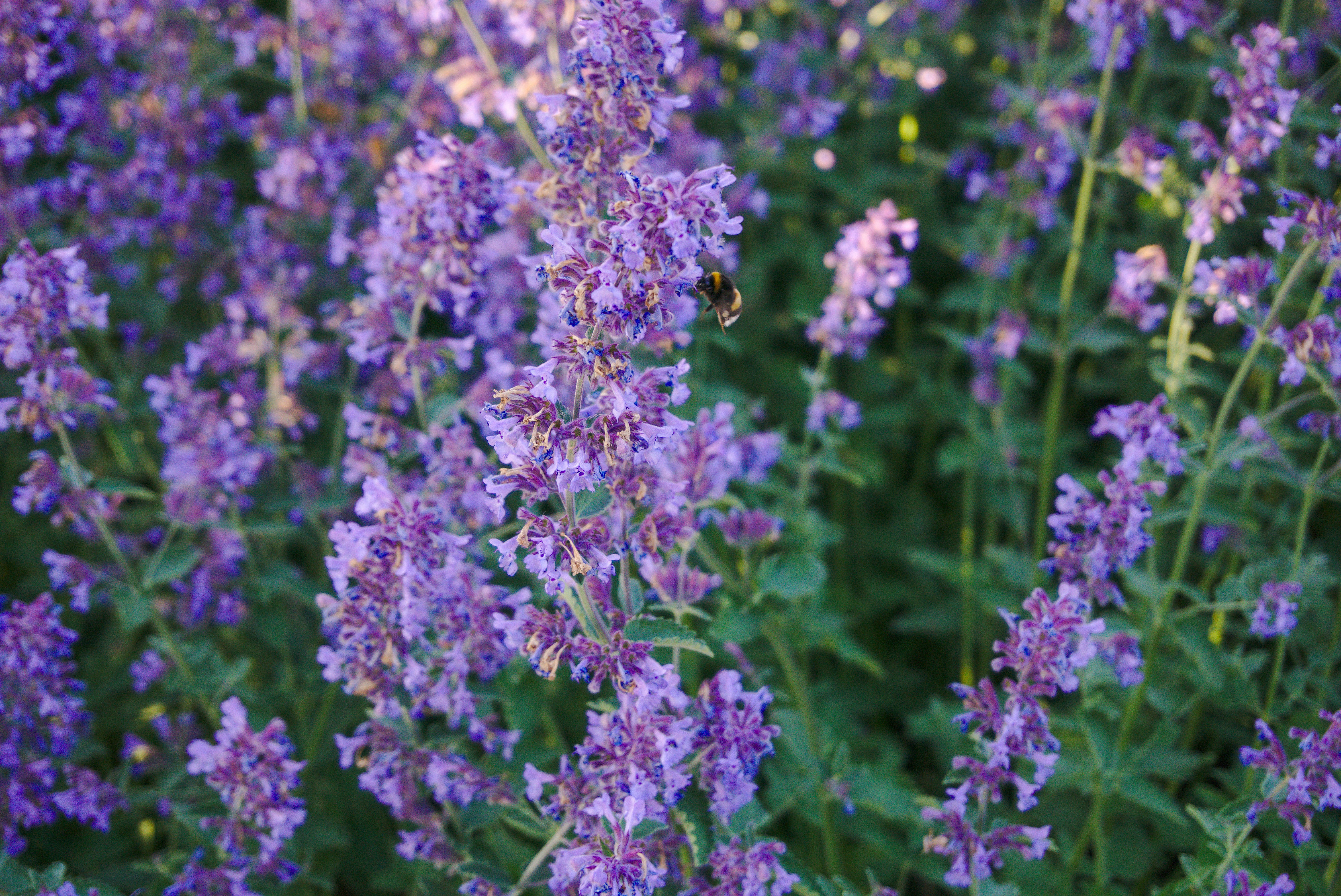 Photo by ilja_nedilko