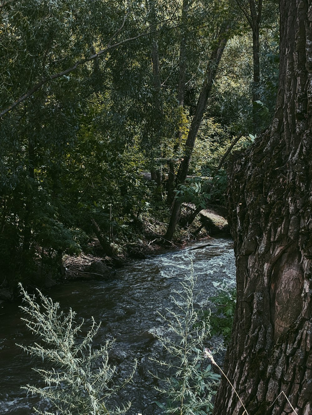 trees by the river