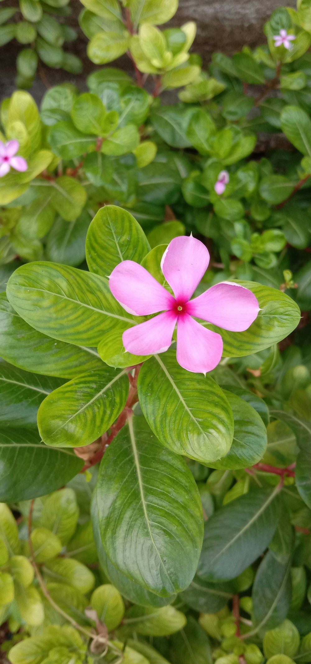 pink petaled flower plants