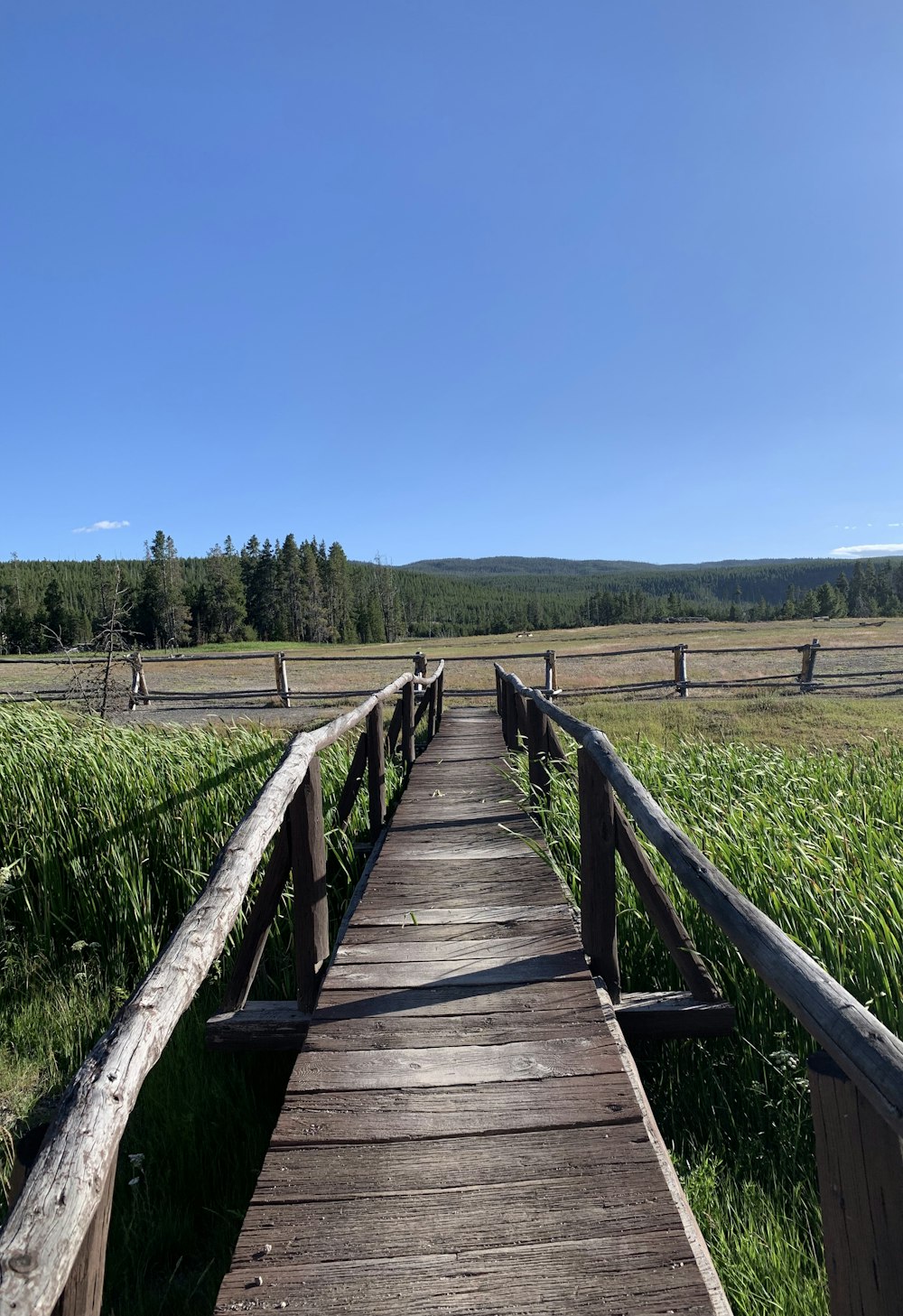 brown wooden bridge beside plants