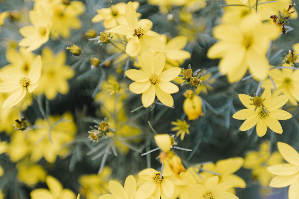 a bunch of yellow flowers that are next to each other