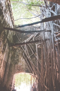 Ancient tree roots intertwining with modern cityscape in soft morning light.