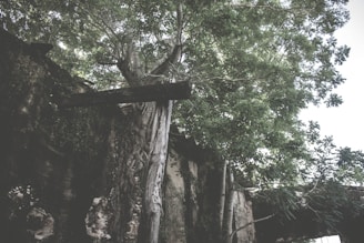 A vibrant wild forest reclaiming space over farmland, symbolizing nature's return.