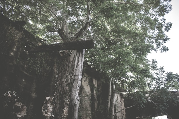 A vibrant wild forest reclaiming space over farmland, symbolizing nature's return.