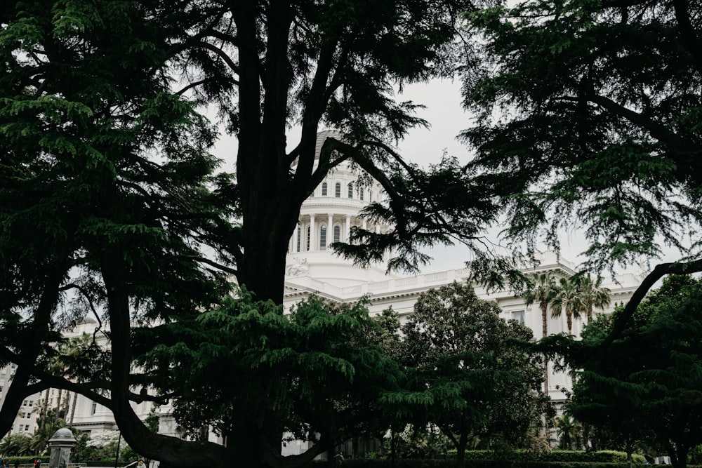 building behind trees